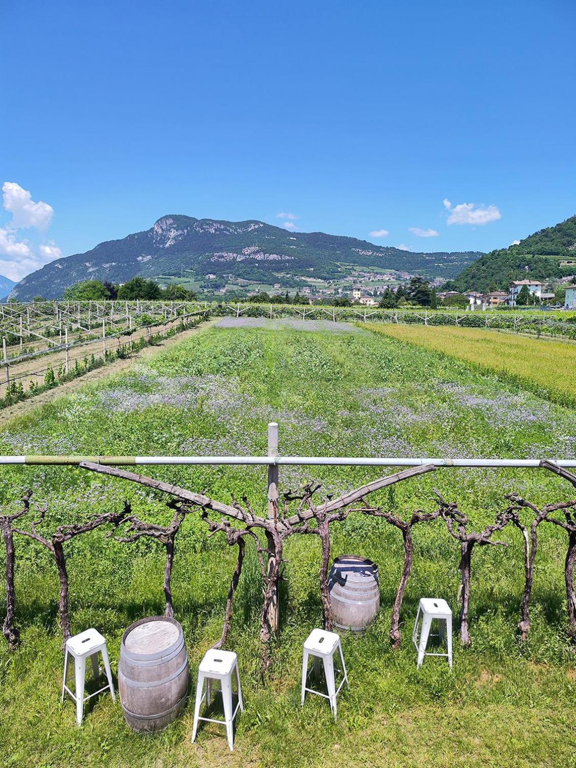 8 Grappoli Agritur Villa Trento Kültér fotó
