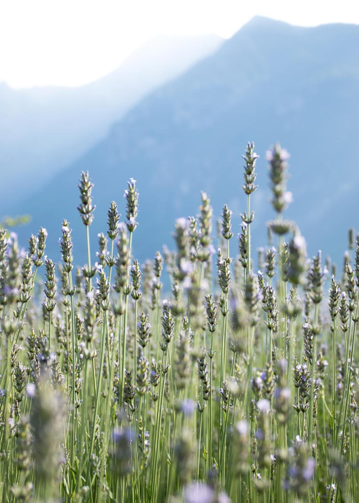 8 Grappoli Agritur Villa Trento Kültér fotó
